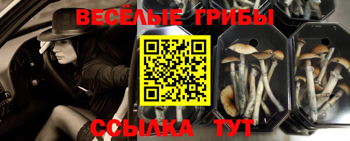 Галлюциногенные грибы Psilocybe Ялуторовск